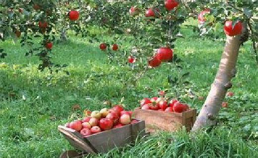 برداشت ۷۰ هزار تُن سیب از باغات مهاباد
