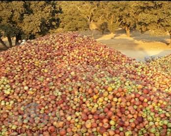 خرید توافقی سیب صنعتی و درجه یک کشاورزی