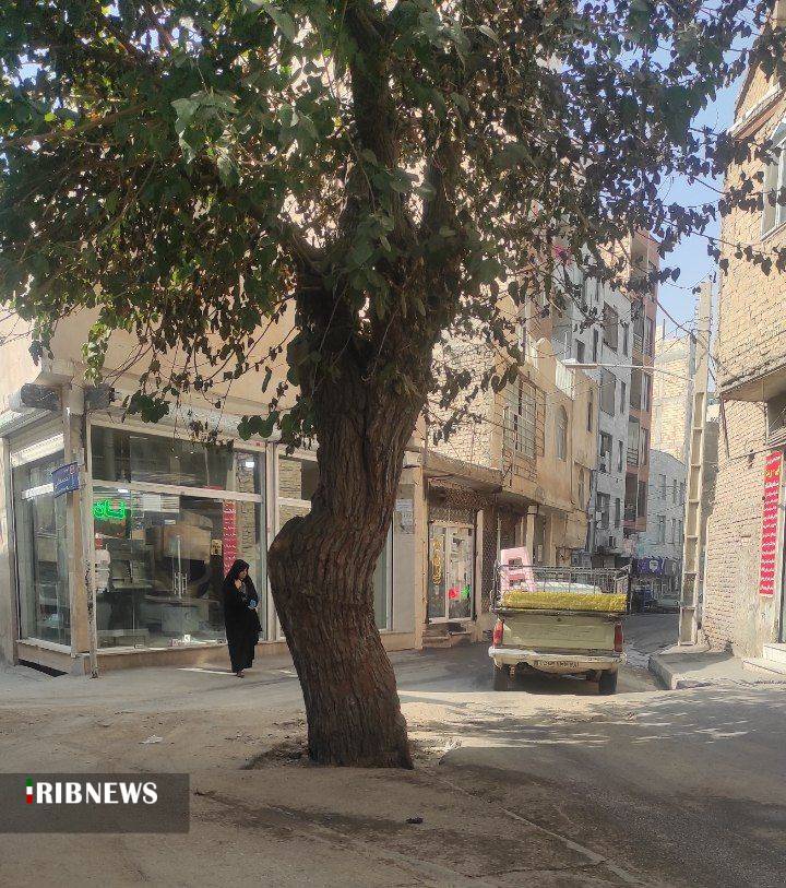 سدمعبر دو درخت کهنسال در خیابان ابوذر کرج +فیلم