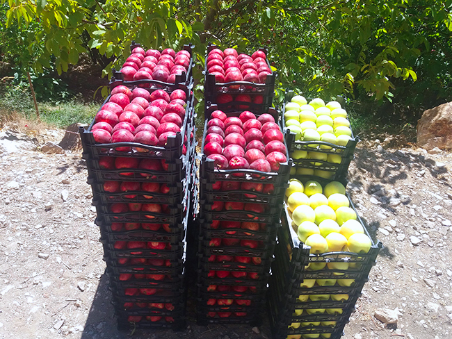 اهدای بیش از دو تن سیب به عنوان زکات مستحبی در نیشابور