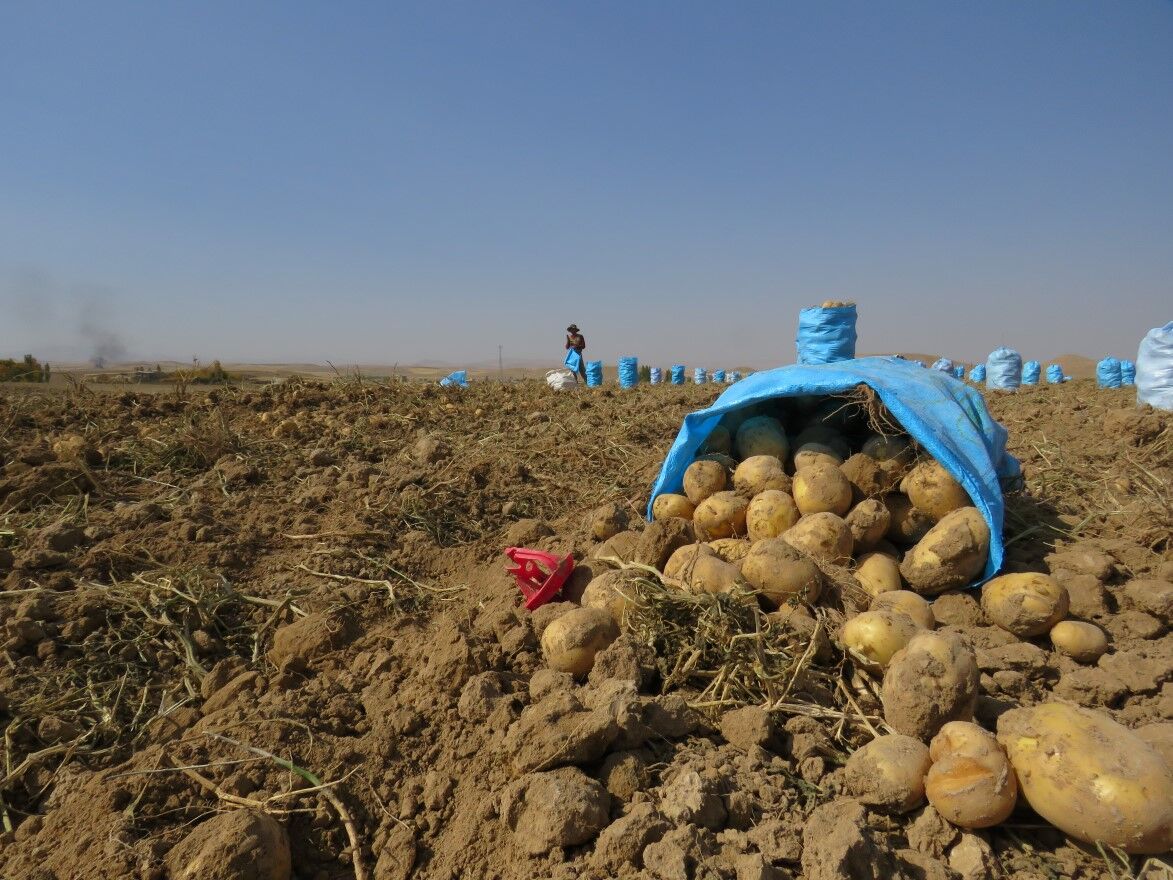 اجرای طرح کشت قراردادی سیب زمینی در استان