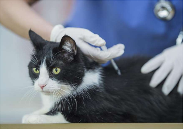 هاری گربه‌ بیماری کشنده قابل درمان با واکسن
