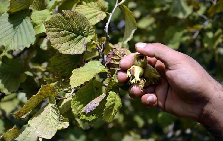 افزایش ۱۵ درصدی تولید فندق در گیلان