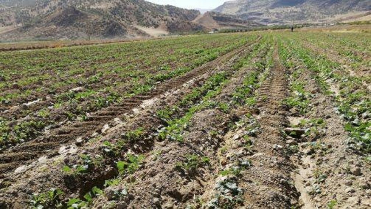 کشت کلزا در بیش از ۲ هزار هکتار از مزارع کشاورزی استان قزوین