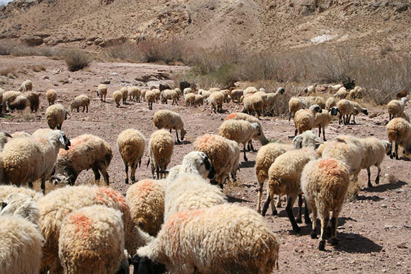 افزایش زاد و ولد گوسفندان در تابستانی که گذشت