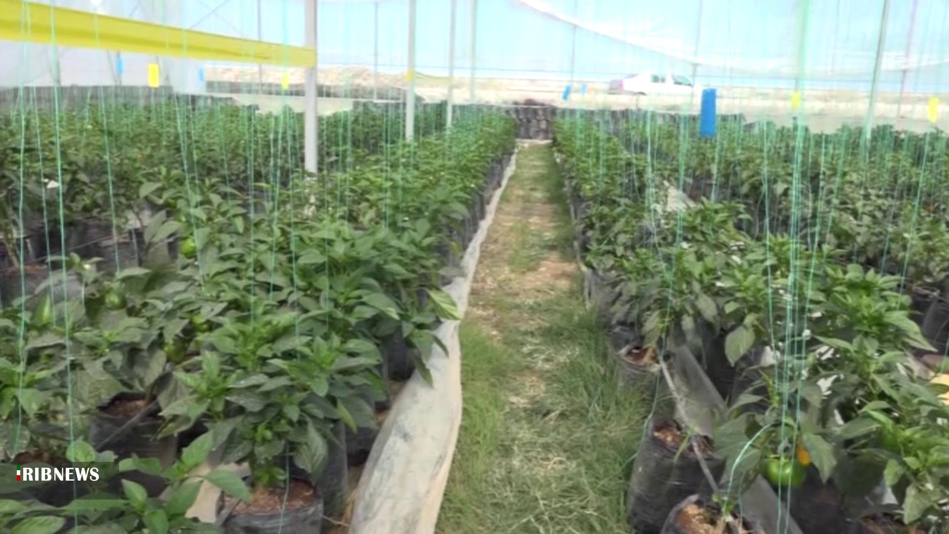 توسعه کشت محصولات گلخانه ای در استان اردبیل