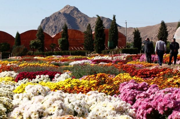 گسترانیدن فرشی از گلهای داودی محلات زیر پای بازدیدکنندگان