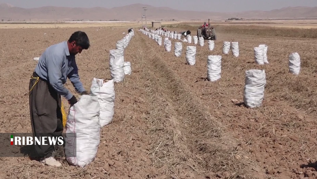 برداشت ۳۴۰ هزار تن سیب زمینی از مزارع کردستان