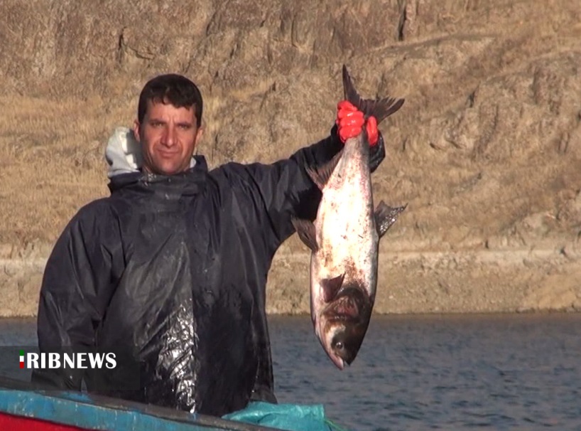 تولید ۱۱ هزار تن انواع ماهی در کردستان
