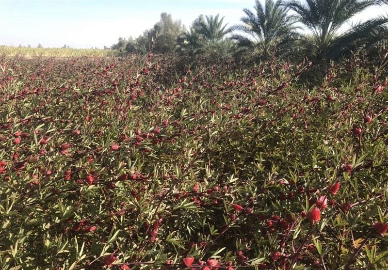 خرمشهر سومین تولید کننده چای ترش در خوزستان