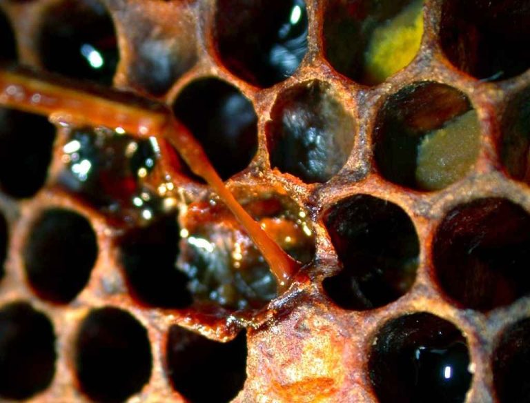 پایش بیماری لوک آمریکایی در زنبورستانهای منتخب کاشمر