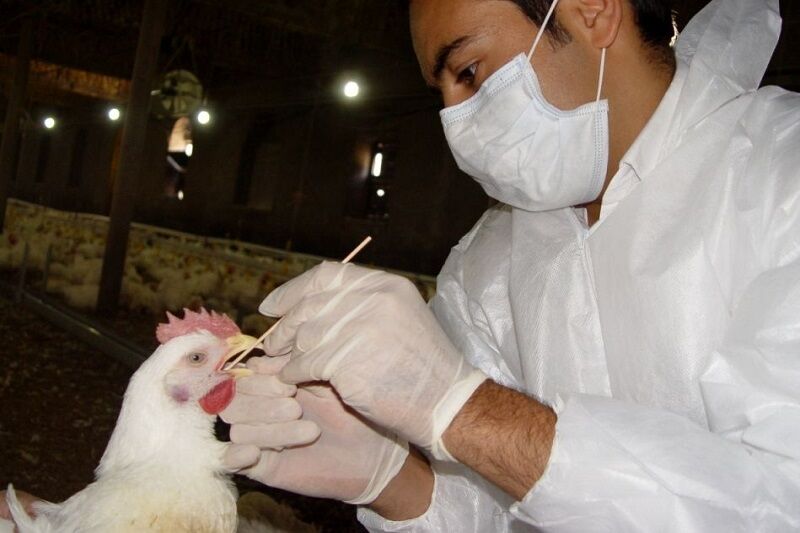 تزریق بیش از ۳۴ میلیون واکسن طیور در استان بوشهر