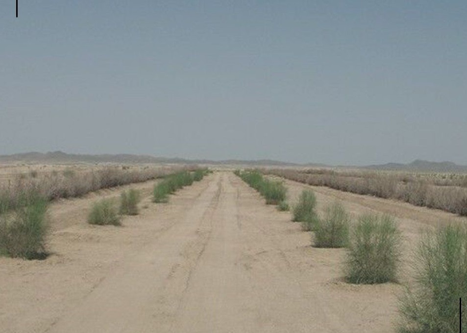 مطالعه ایجاد پوشش گیاهی در مناطق بیابانی دشت قزوین
