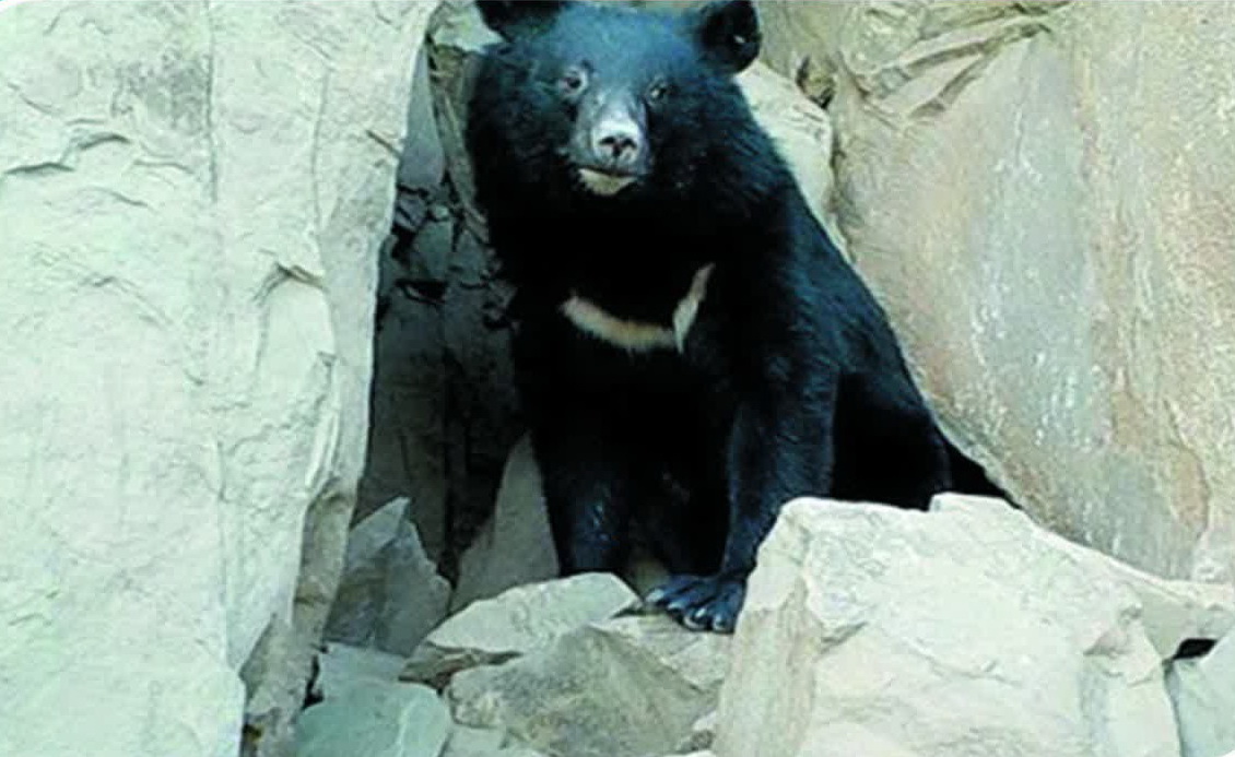 حمله خرس سیاه آسیایی به احشام در رودان