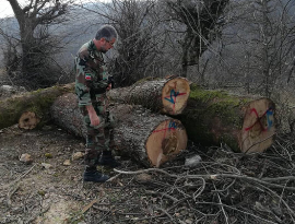 کشف ۲ تن چوب قاچاق در دلفان