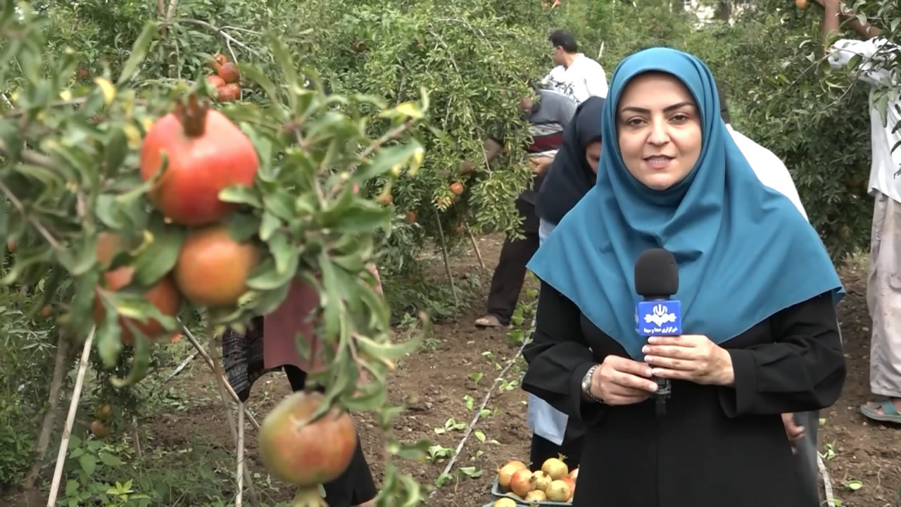 برداشت یاقوت‌های سرخ در مازندران