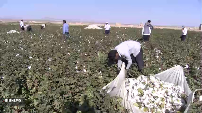 پنبه، محصولی راهبردی برای کشت در مناطق کم آب استان