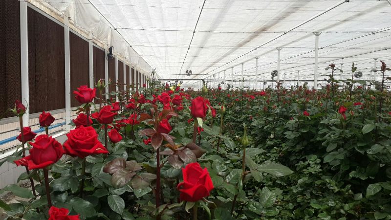 تولید ۳ میلیون گل شاخه بریده در گلخانه‌های کرمانشاه