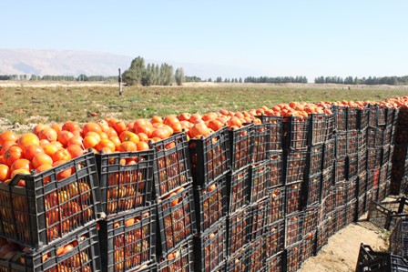 برداشت گوجه فرنگی از مزارع شمال فارس