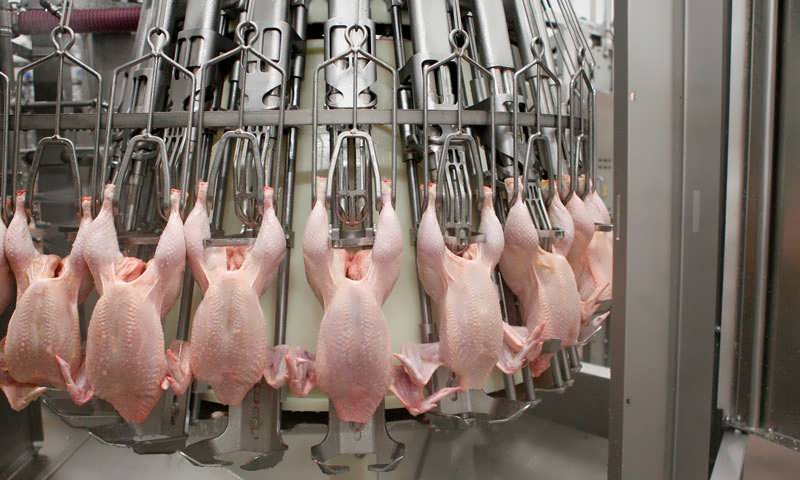 تولید ۱۵۱ هزار تن گوشت مرغ در گلستان