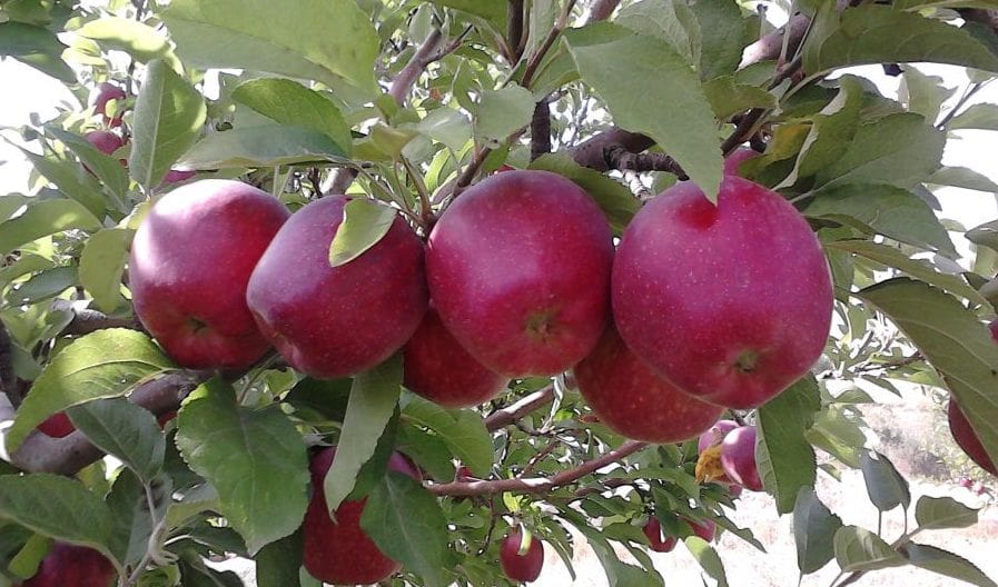 برداشت سیب درختی در شهرستان آباده