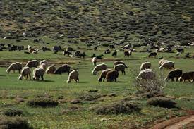 جلوگیری از آغاز زود هنگام ورود دام به مراتع قشلاقی