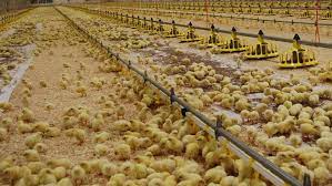 افزایش ۵ درصدی جوجه‌ریزی در در واحد‌های پرورش مرغ خراسان رضوی