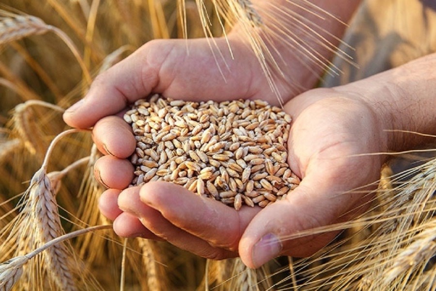 توزیع ۶۱۴ تن بذر محصولات کشت پاییزه در ساری