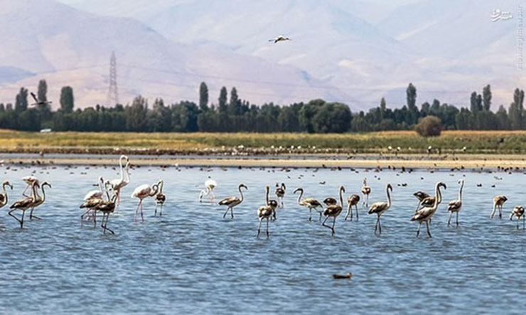 ۵ هزار قطعه پرنده مهاجرمهمان تالاب کانی‌برازان مهاباد