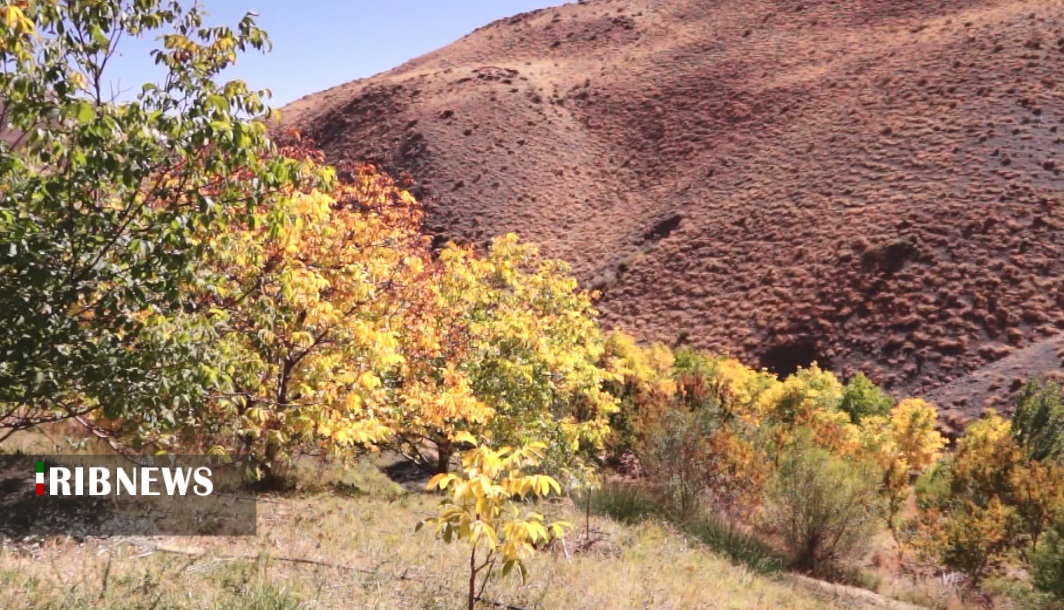 احداث و توسعه باغات در بیش از ۲۶۰ هکتار از اراضی شیب دار کردستان