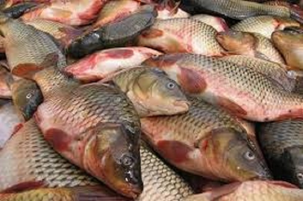صید ۲۳۵ تن ماهی در دریای مازندران