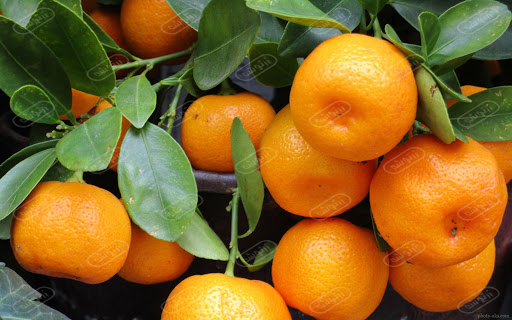 پیش بینی تولید ۱۲۵ هزار تن نارنگی در ساری
