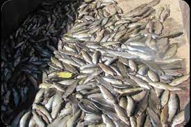 کشف و ضبط یک تن ماهی فاسد در بازار یاسوج