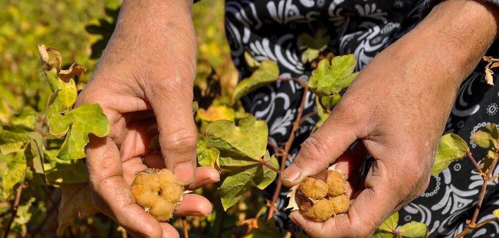 آغاز برداشت پنبه مله ایران در دیار گل‌های نرگس