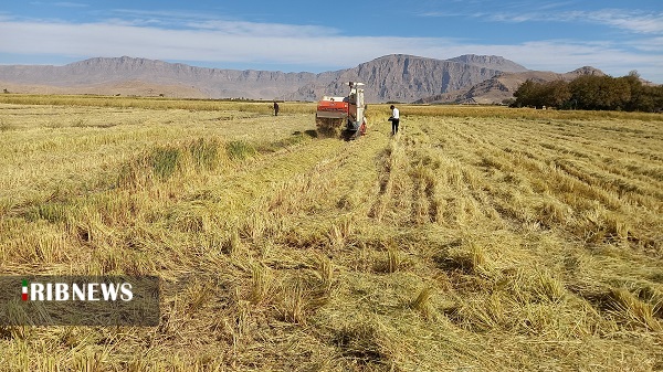 برداشت برنج از ۲ هزار و ۸۳۰ هکتار مزارع کشاورزی بیضا