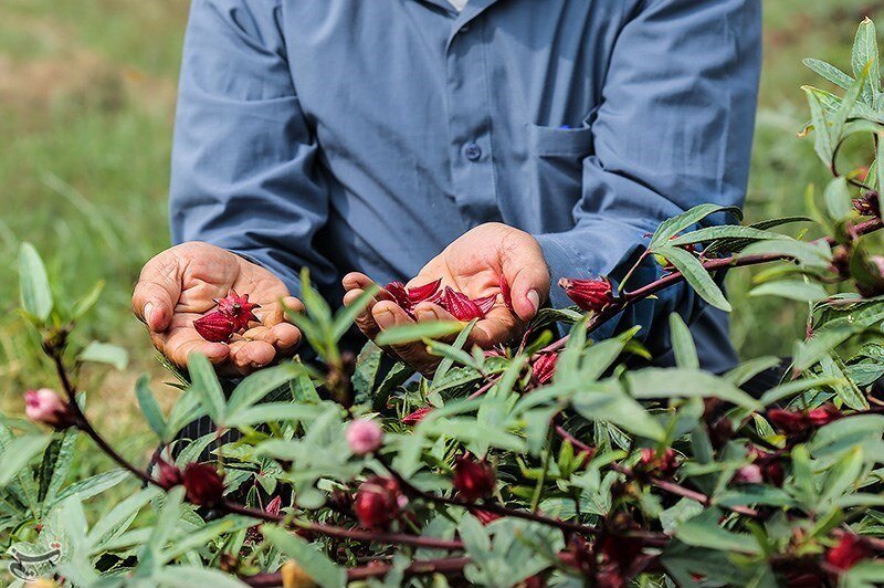 برداشت دمنوش چای ترش در میناب