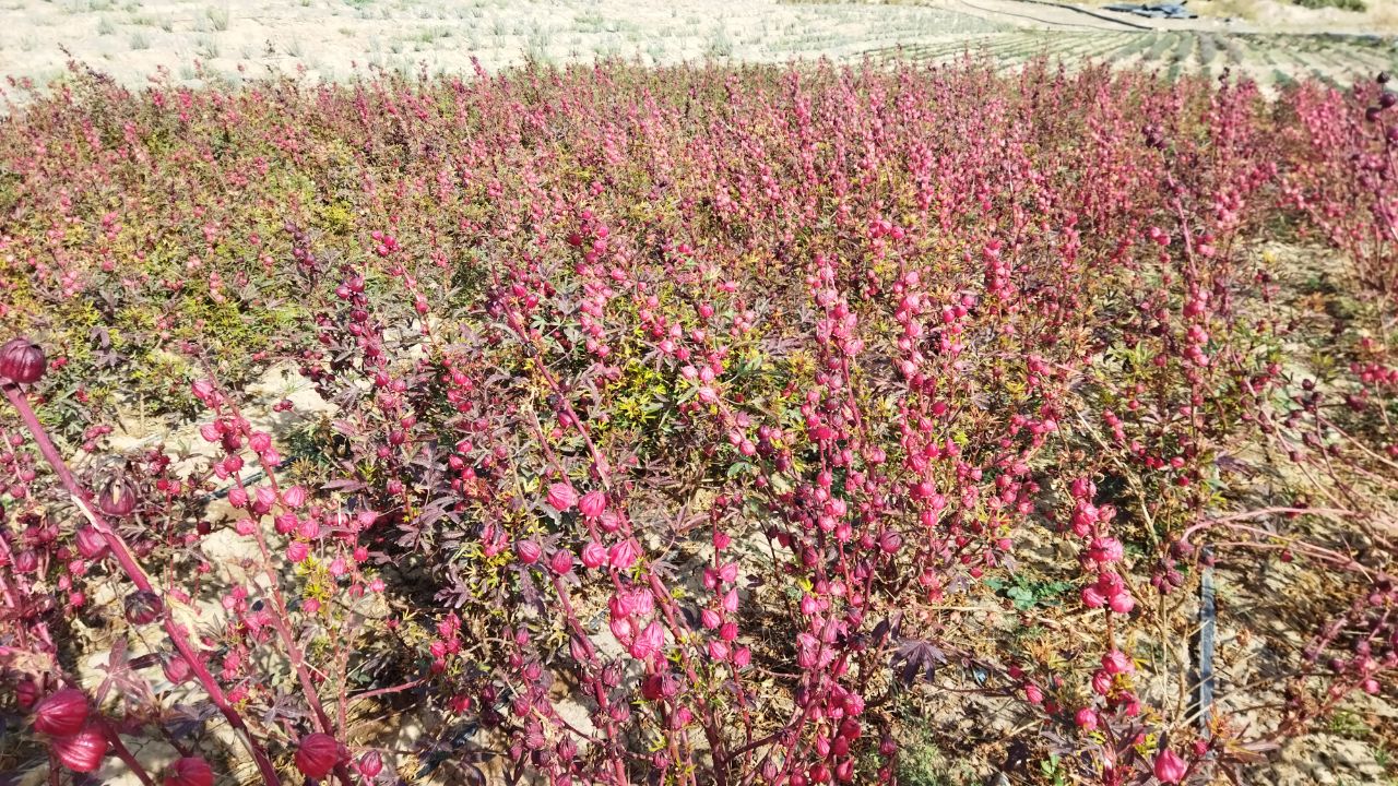 ایجاد مزرعه گیاهان دارویی به همت توان خواه نیشابوری