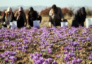 آغاز برداشت زعفران از مزارع آذربایجان غربی