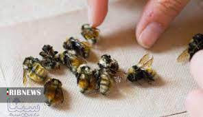پنج گونه زنبور عسل در قطب شمال کشف شد