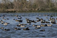 شناسایی ۳۰۰ گونه پرنده آبزی و کنارآبزی در آذربایجان‌غربی
