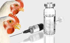تزریق واکسن آنفلوآنزا به مرغ‌های مادر گوشتی و تخم‌گذار