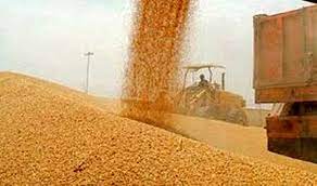 بیش از ۷ تن گندم در کشور خریداری شد