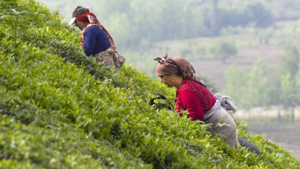 تمدید مهلت خرید تضمینی برگ سبز چای از چایکاران شمال کشور