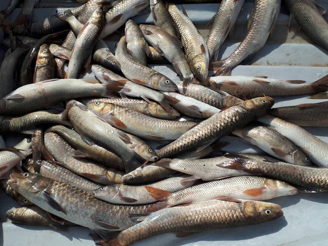 کشف هفت تن محموله  ماهی قاچاق در بندر ماهشهر