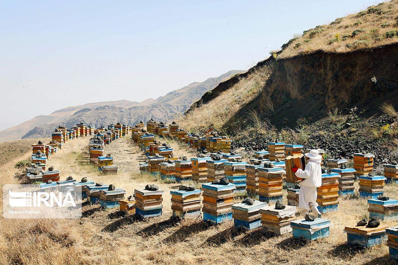 شناسایی ۵۳۲ هزار کلنی زنبور عسل در استان اردبیل