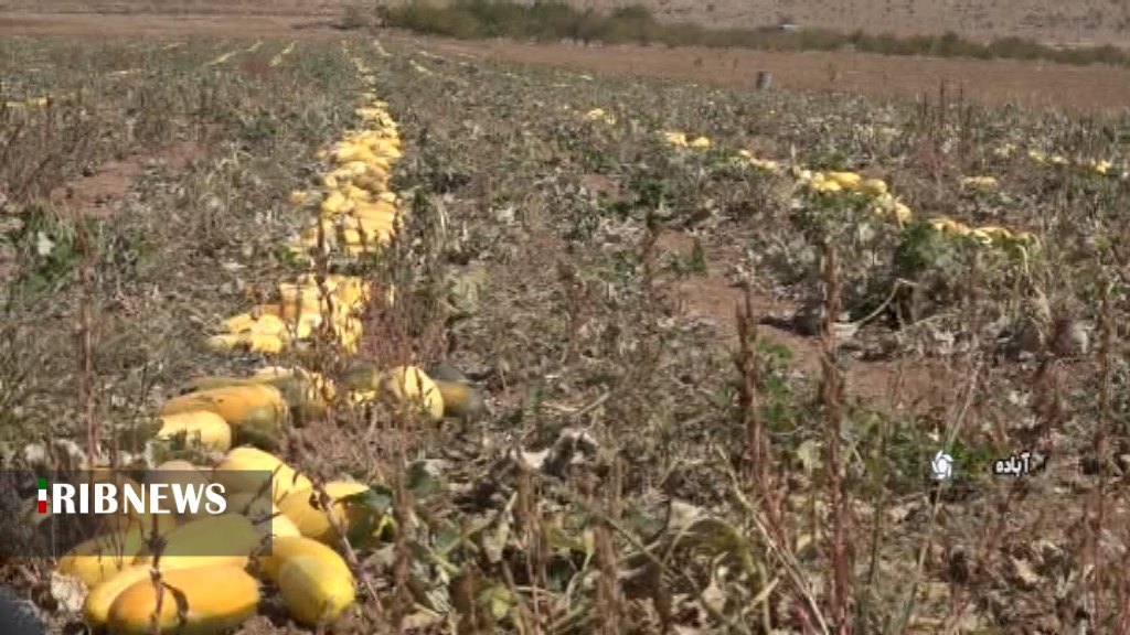 برداشت کدو آجیلی در شمال فارس