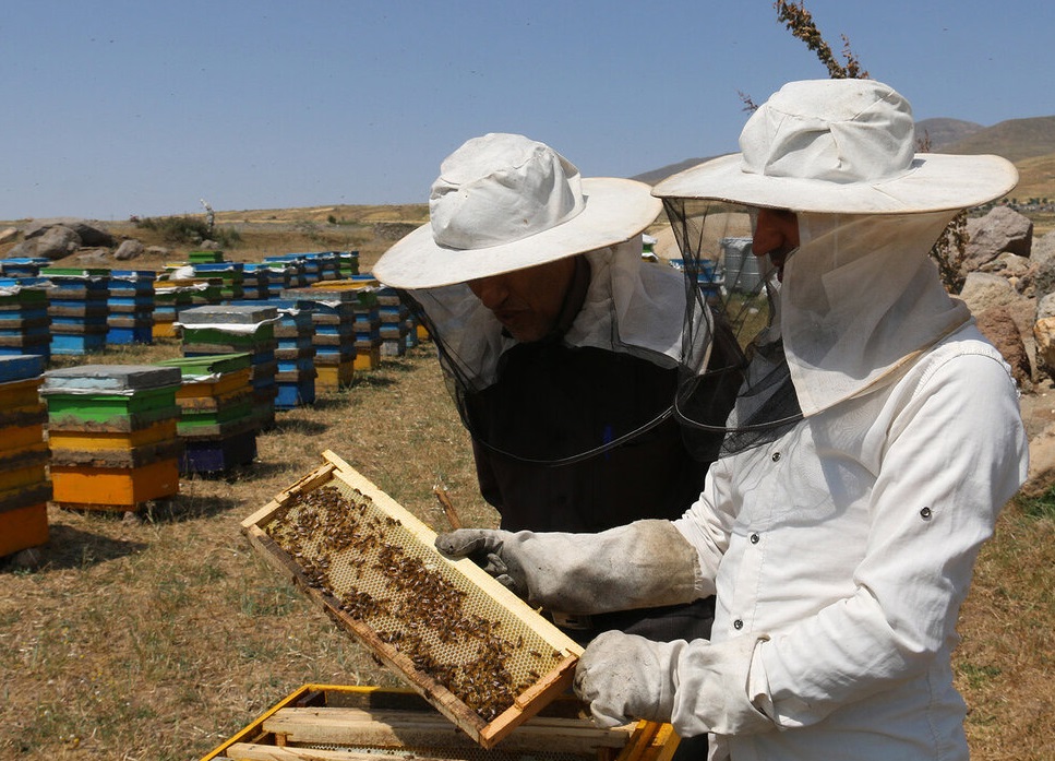 اجرای طرح کشوری آمارگیری کلنی‌های زنبورعسل در نیشابور