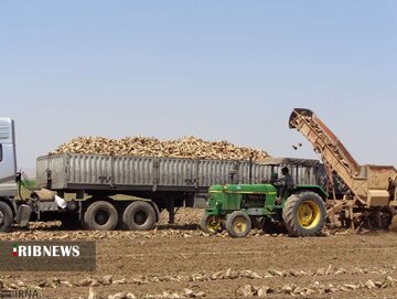 برداشت مکانیزه ۸ هزار هکتار چغندرقند در استان همدان