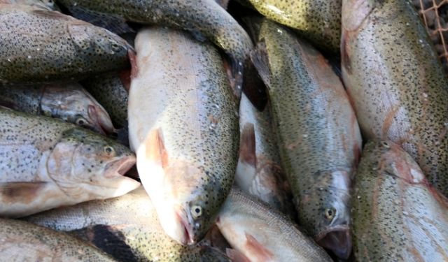 روسیه مهمترین بازار برای صادرات ماهی قزل‌آلا
