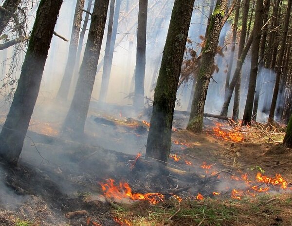 کاهش ۷۰ درصدی آتش سوزی در جنگلهای آذربایجان‌ شرقی